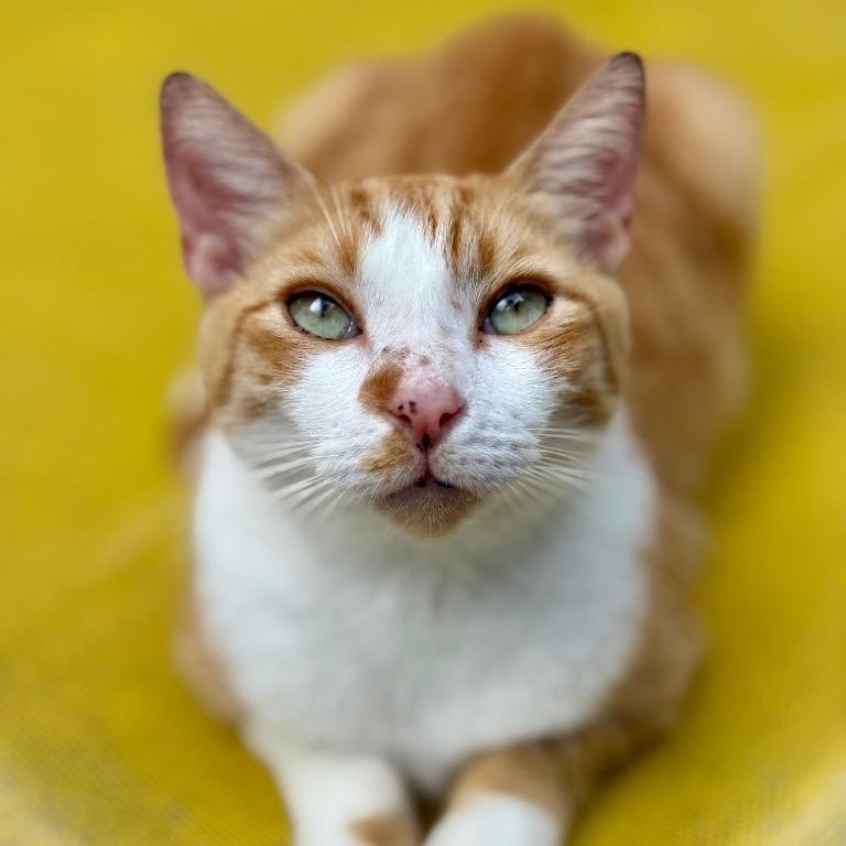 Lonnie, a Adoptable Domestic Short Hair in Fort Lauderdale, FL image 2/6