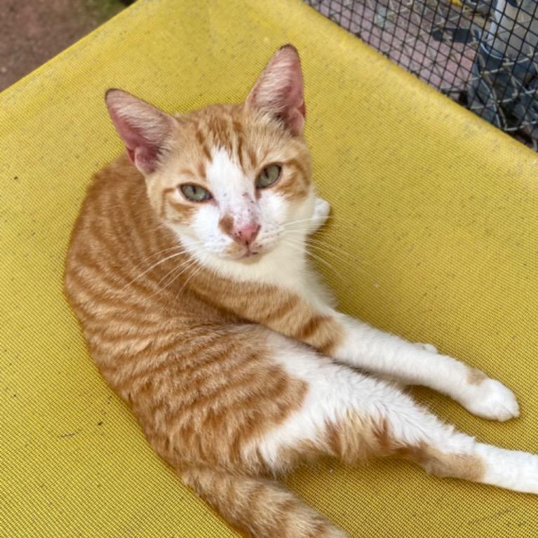 Lonnie, a Adoptable Domestic Short Hair in Fort Lauderdale, FL image 3/6