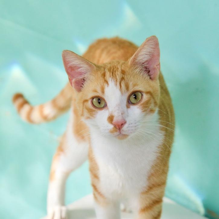 Lonnie, a Adoptable Domestic Short Hair in Fort Lauderdale, FL image 4/6