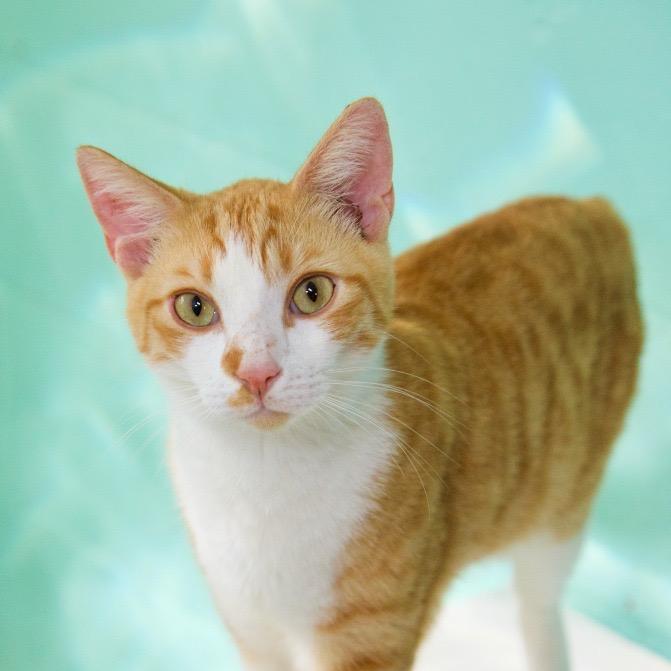 Lonnie, a Adoptable Domestic Short Hair in Fort Lauderdale, FL image 5/6