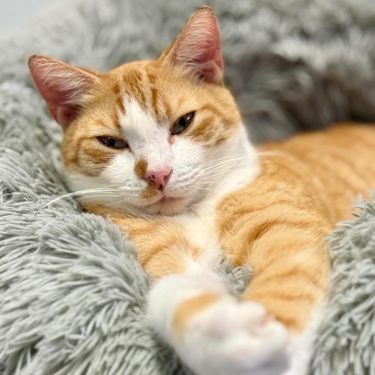 Lonnie, a Adoptable Domestic Short Hair in Fort Lauderdale, FL image 6/6