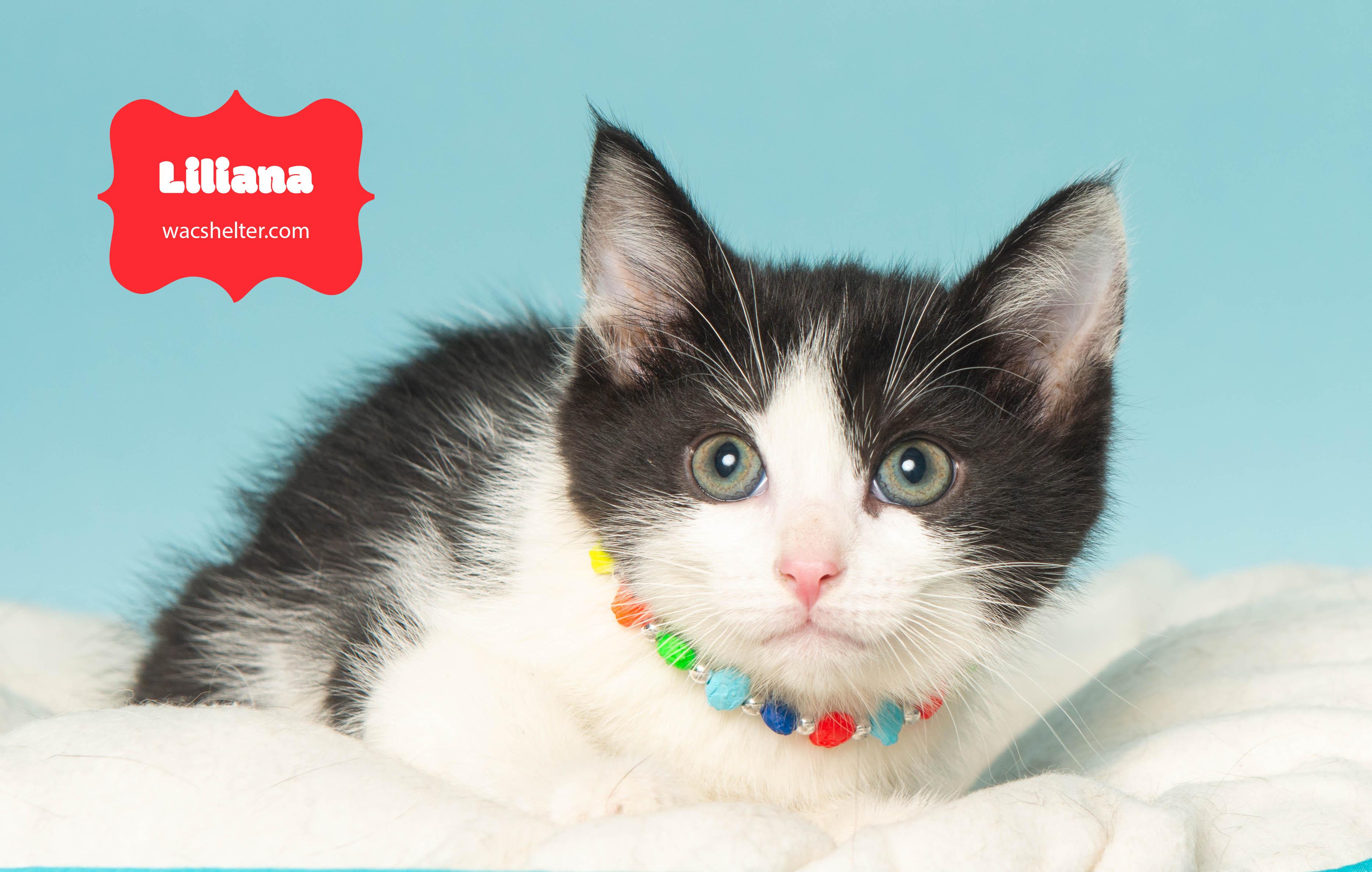 LILIANA (Loves to play)