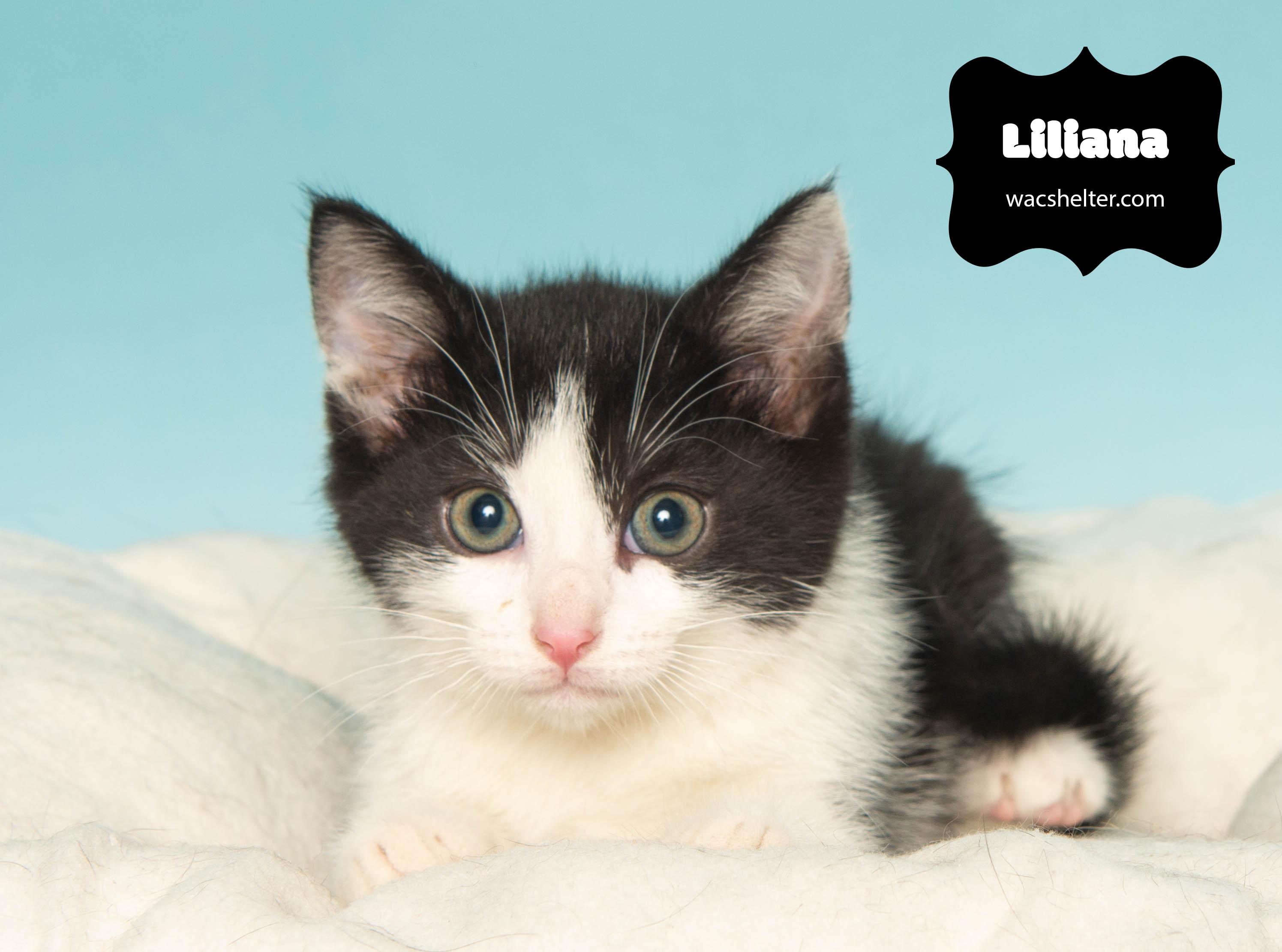 LILIANA (Loves to play), Adoptable, Young Female Domestic Short Hair.