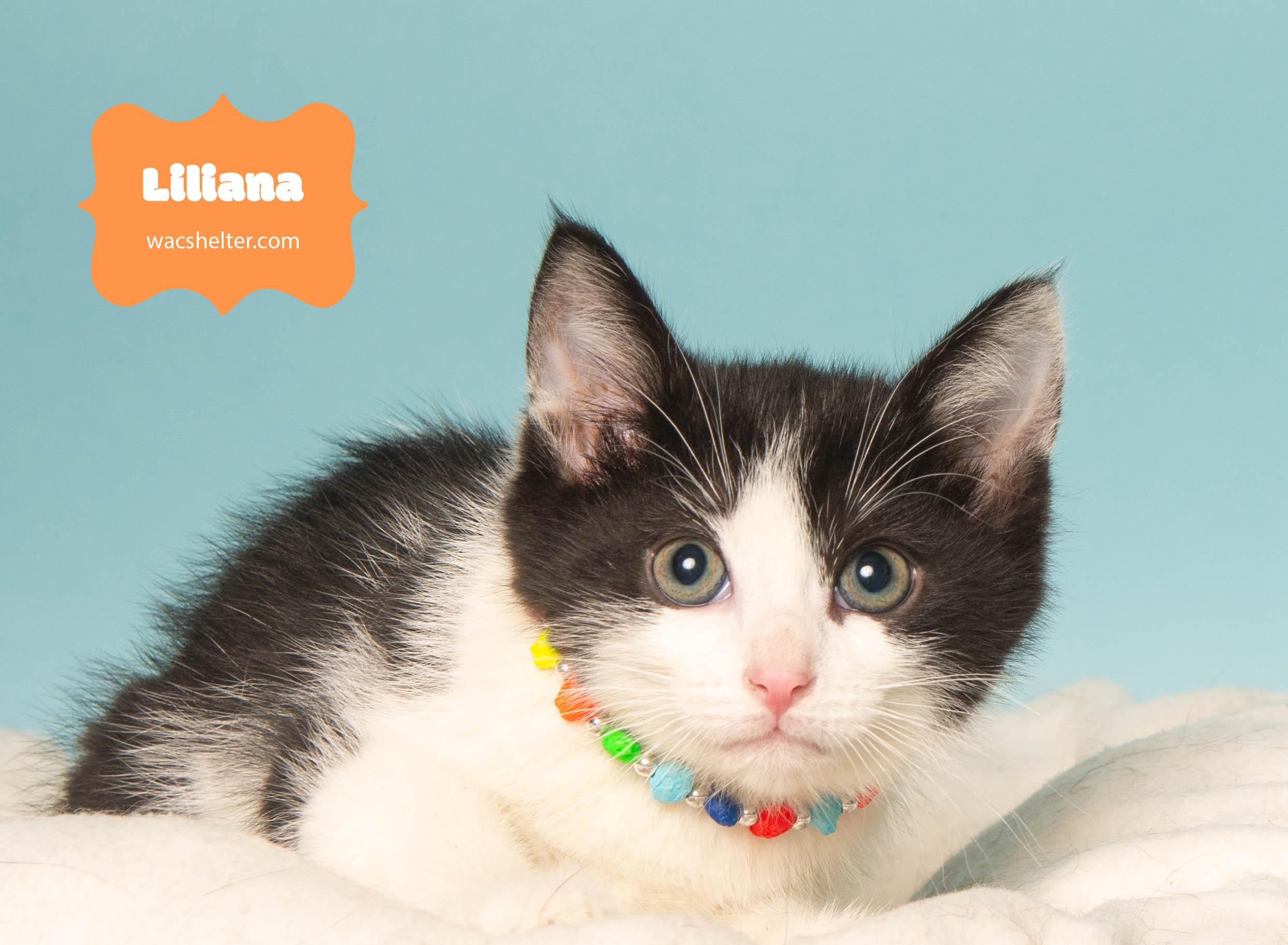 LILIANA (Loves to play), a Adoptable Domestic Short Hair in Wyandotte, MI image 3/3