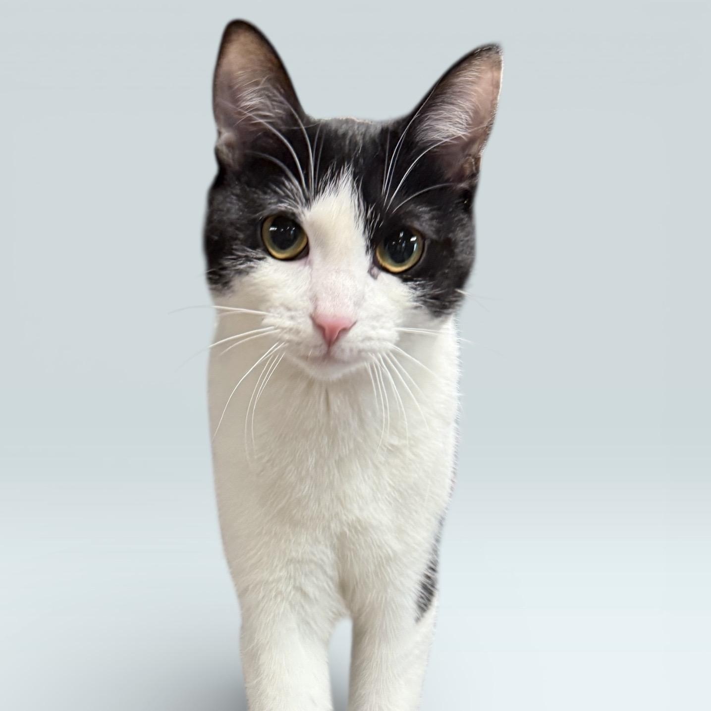 Enlarge LILIANA (Profile Update), a Adoptable Domestic Short Hair in Wyandotte, MI image 2/2