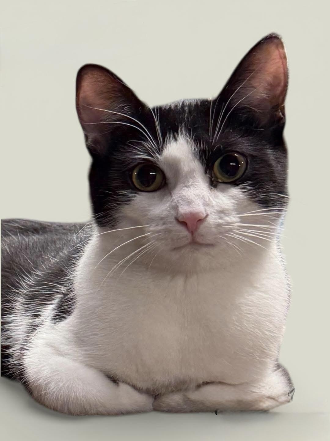 Enlarge LILIANA (Profile Update), a Adoptable Domestic Short Hair in Wyandotte, MI image 1/2