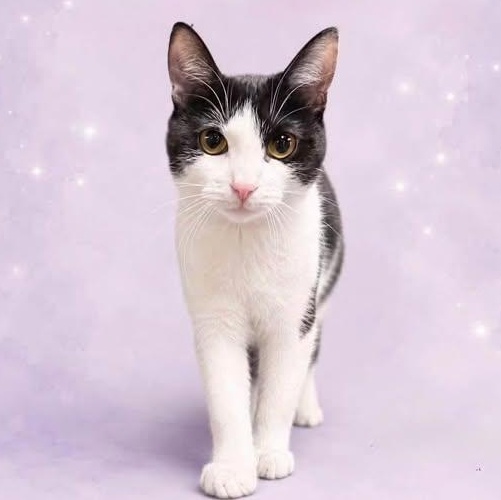 LILIANA (Profile Update), Adoptable, Young Female Domestic Short Hair.