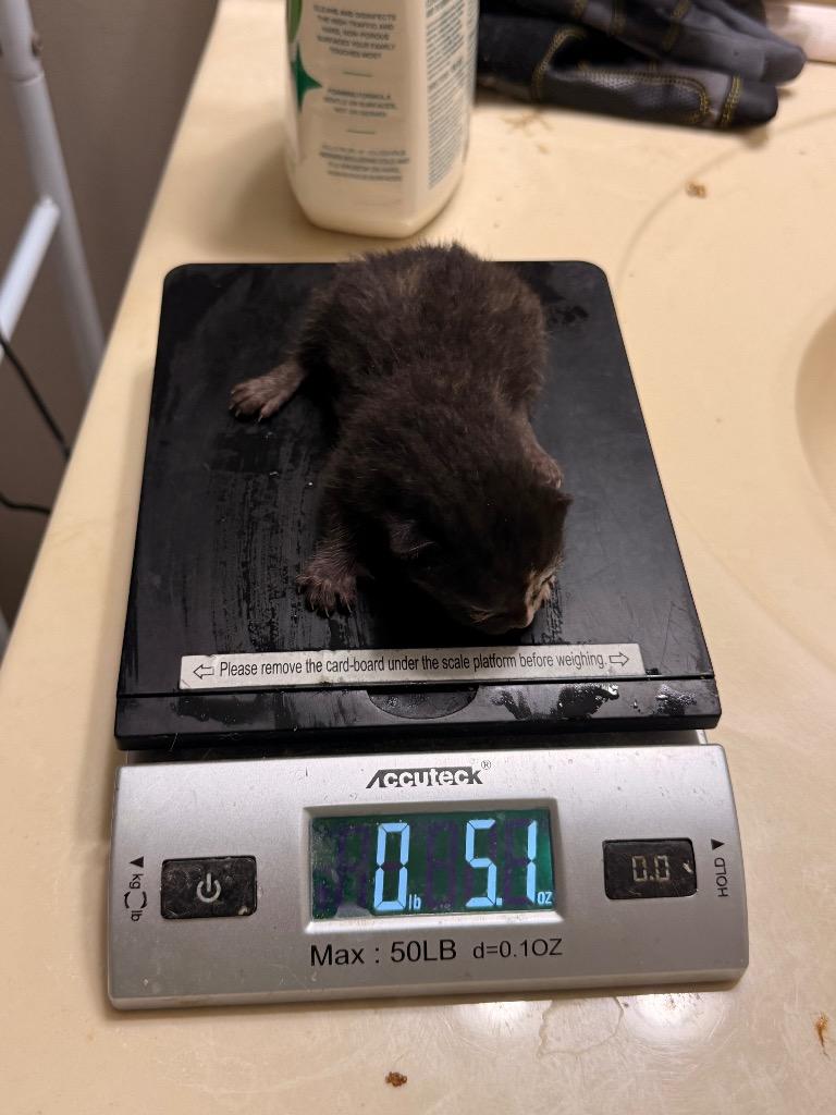 Rosario Salzar, Adoptable, Kitten Female Domestic Short Hair.