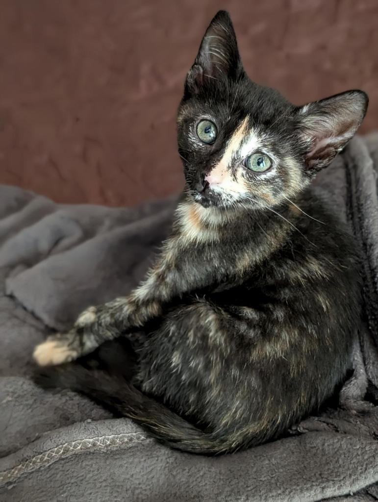 Rosario Salzar, a Adoptable mixed breed in Newnan, GA image 2/4