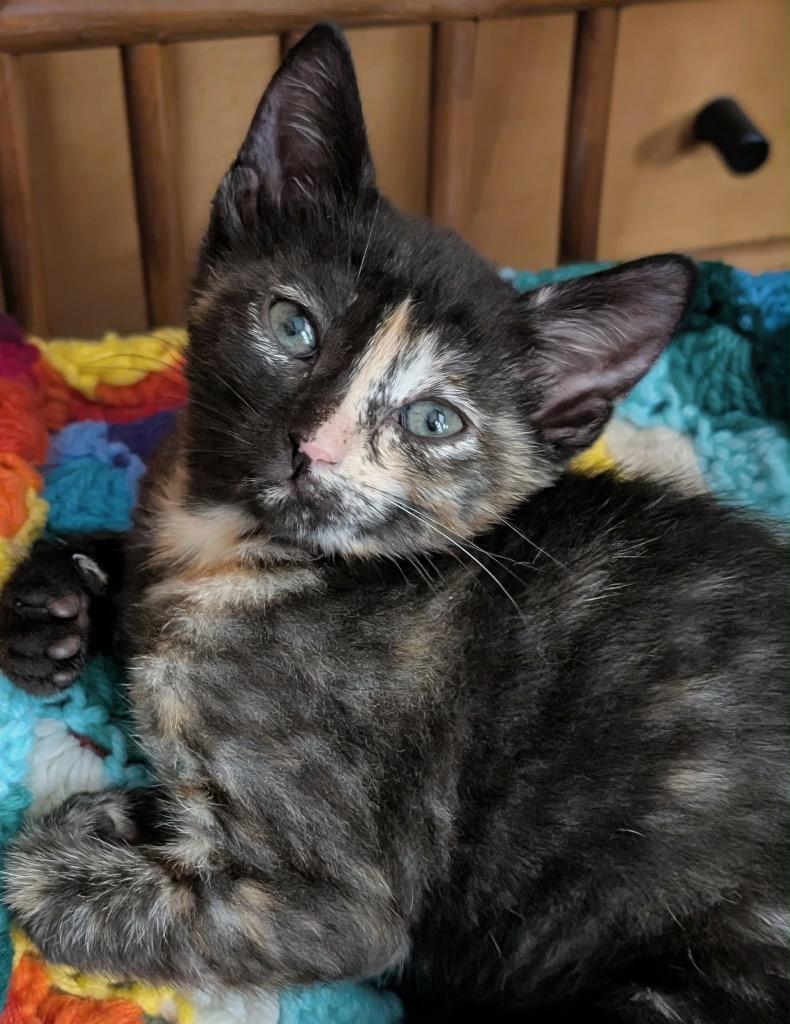 Rosario Salzar, a Adoptable mixed breed in Newnan, GA image 3/4