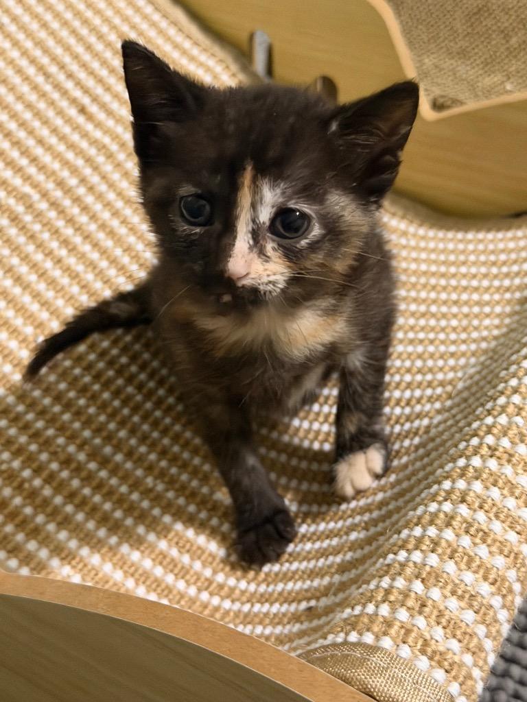 Rosario Salzar, a Adoptable mixed breed in Newnan, GA image 4/4