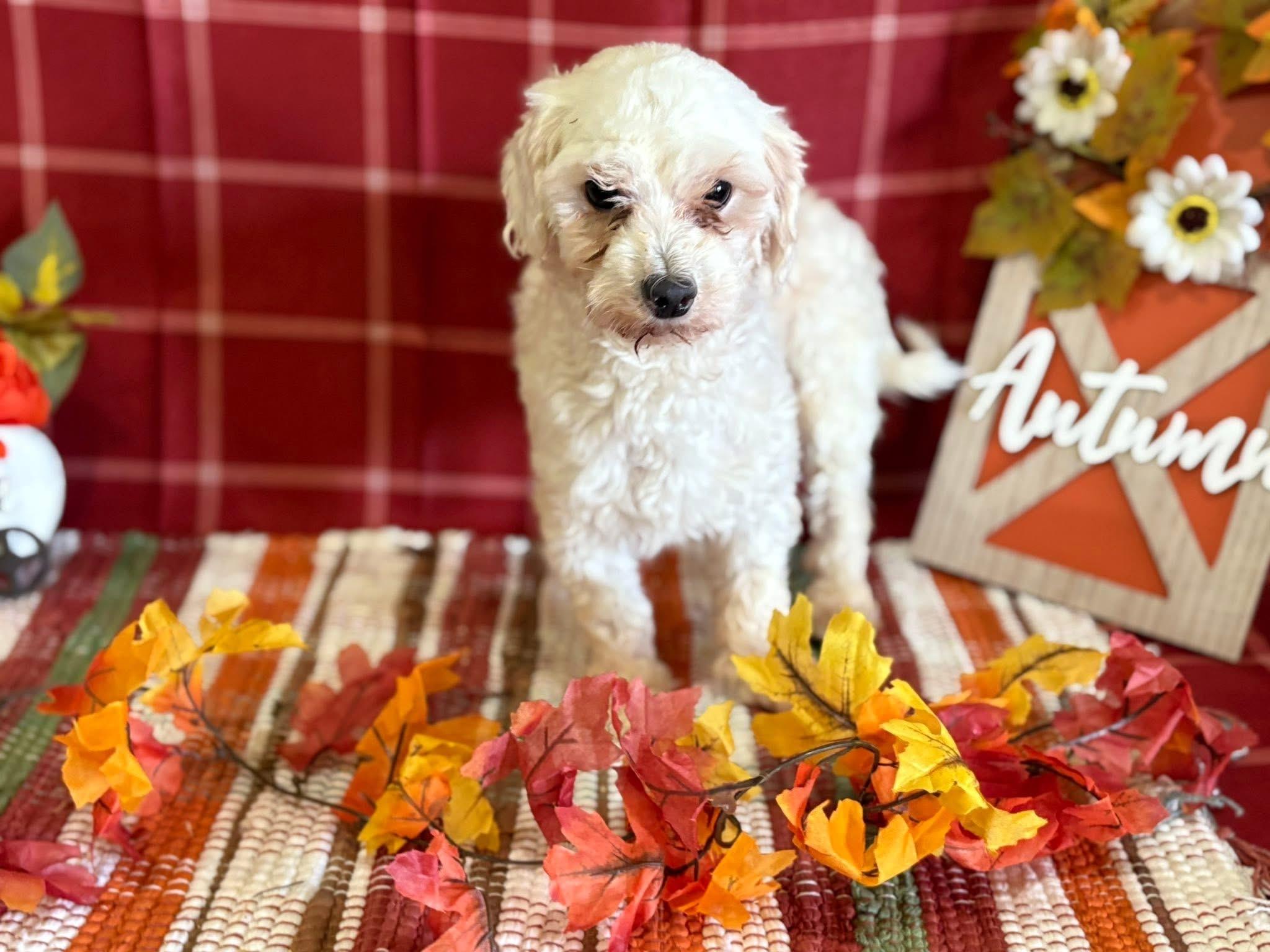 Karen, Adoptable, Adult Female Maltese & Bichon Frise.