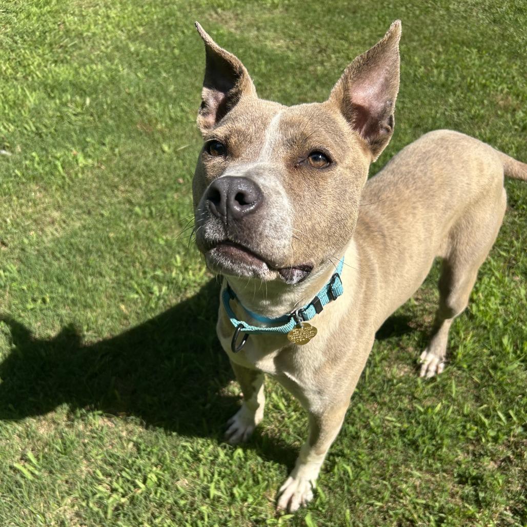 Pibbles, Adoptable, Adult Female Mixed Breed.
