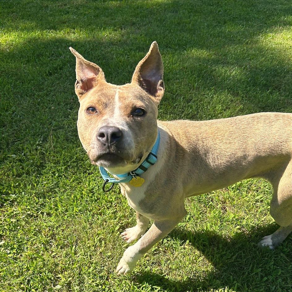 Enlarge Pibbles, a Adoptable Mixed Breed in Auburn, AL image 2/6