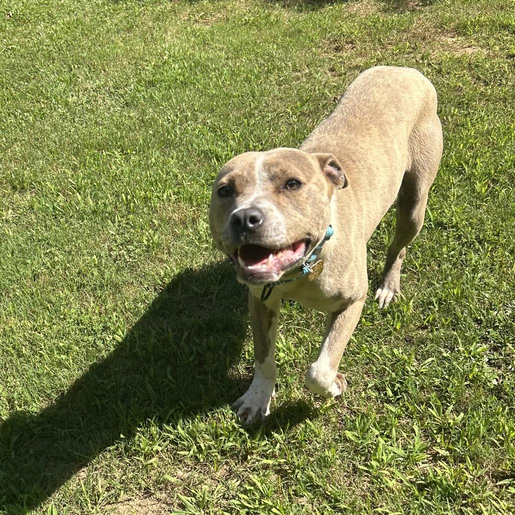 Enlarge Pibbles, a Adoptable Mixed Breed in Auburn, AL image 3/6