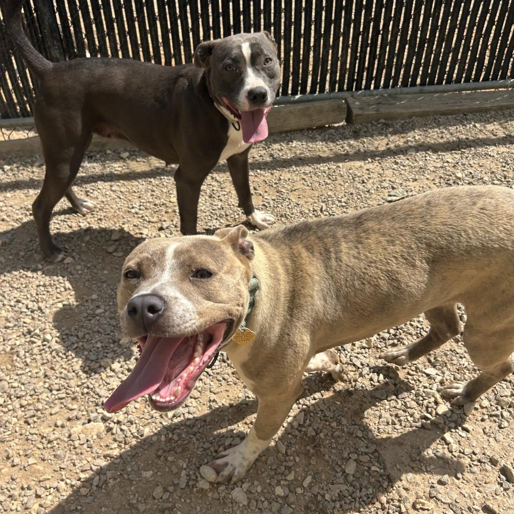 Enlarge Pibbles, a Adoptable Mixed Breed in Auburn, AL image 4/6