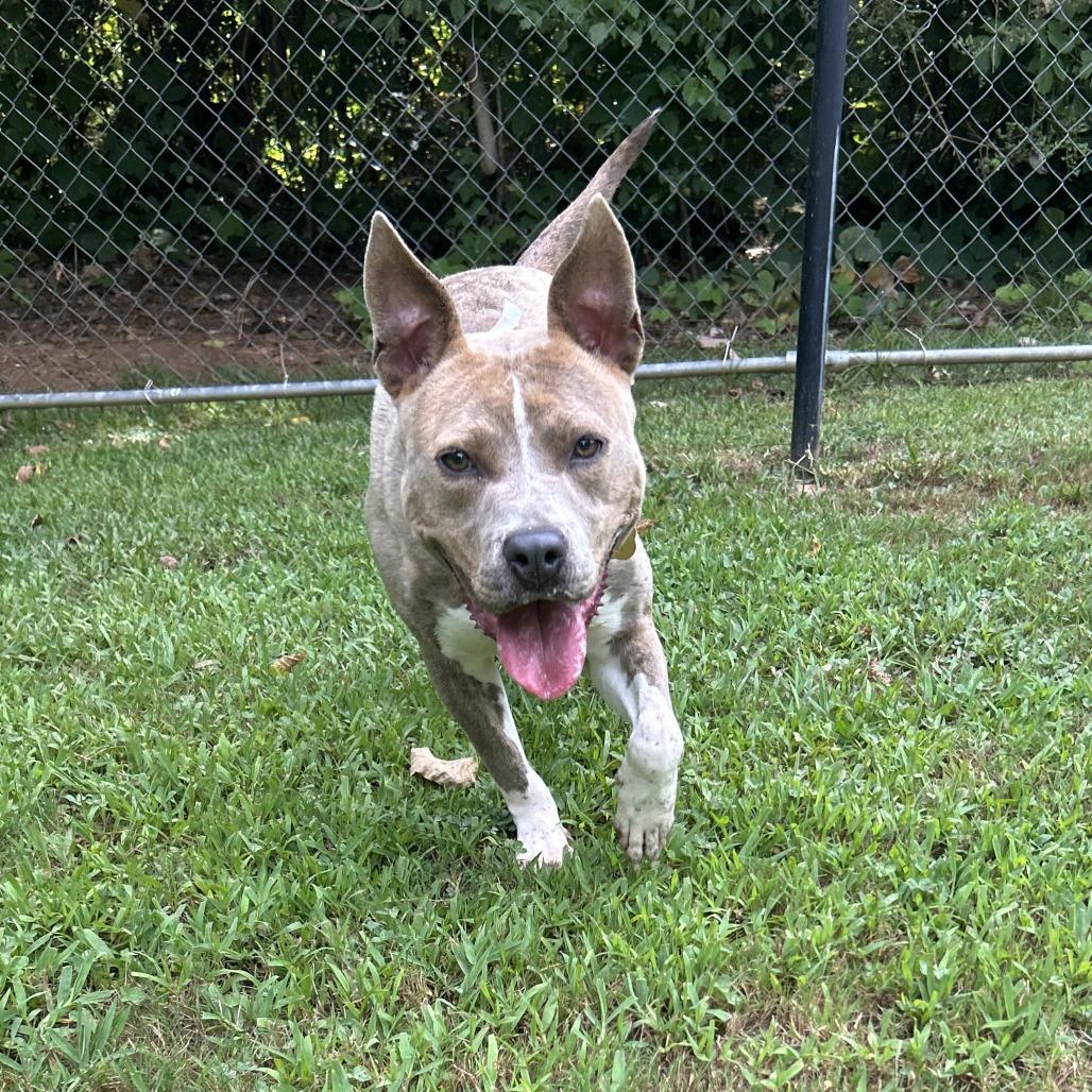 Enlarge Pibbles, a Adoptable Mixed Breed in Auburn, AL image 5/6