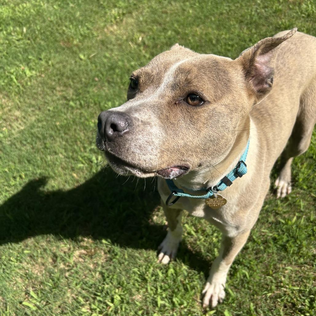 Enlarge Pibbles, a Adoptable Mixed Breed in Auburn, AL image 6/6