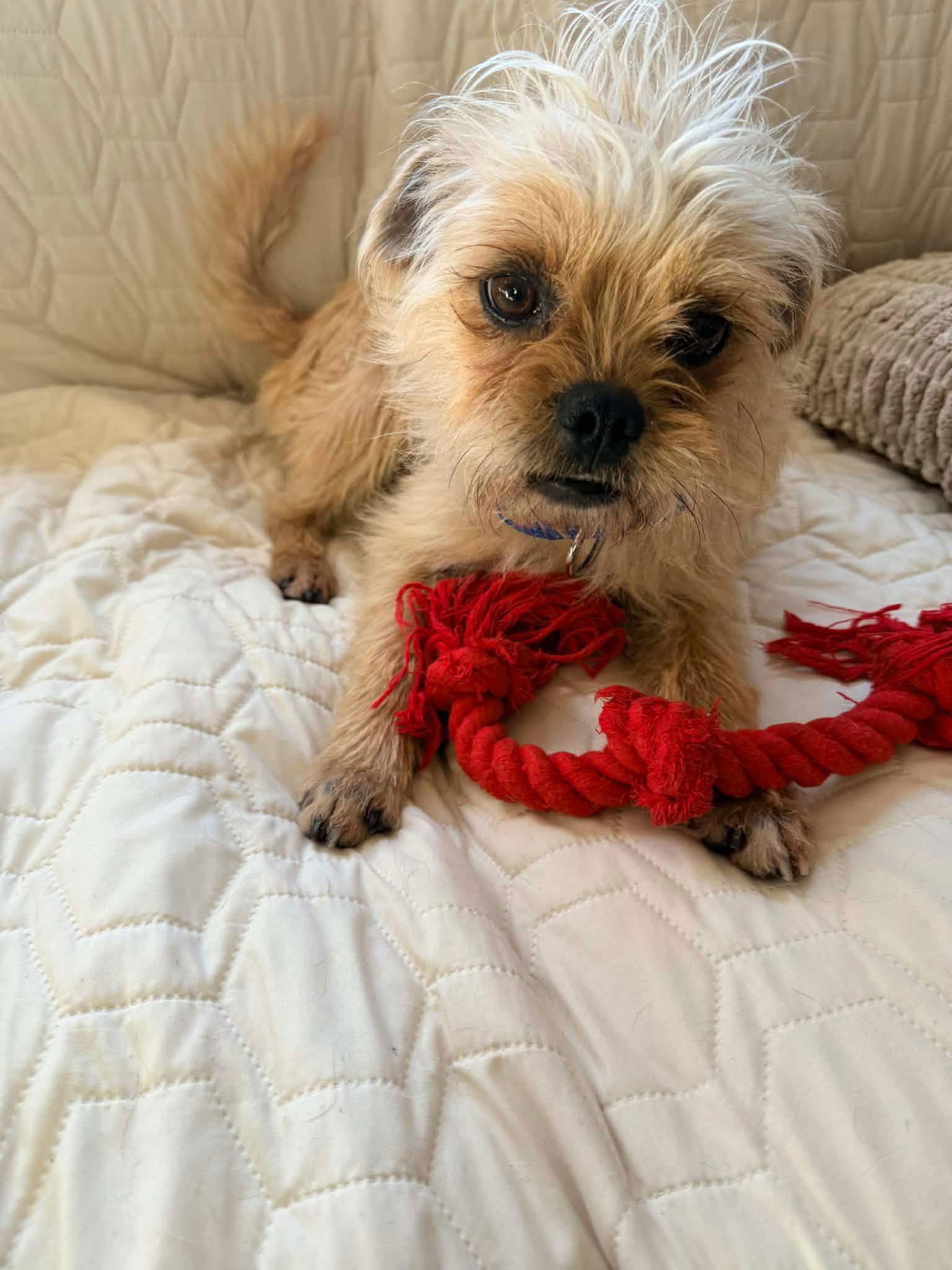 Rango, Adoptable, Adult Male Brussels Griffon.