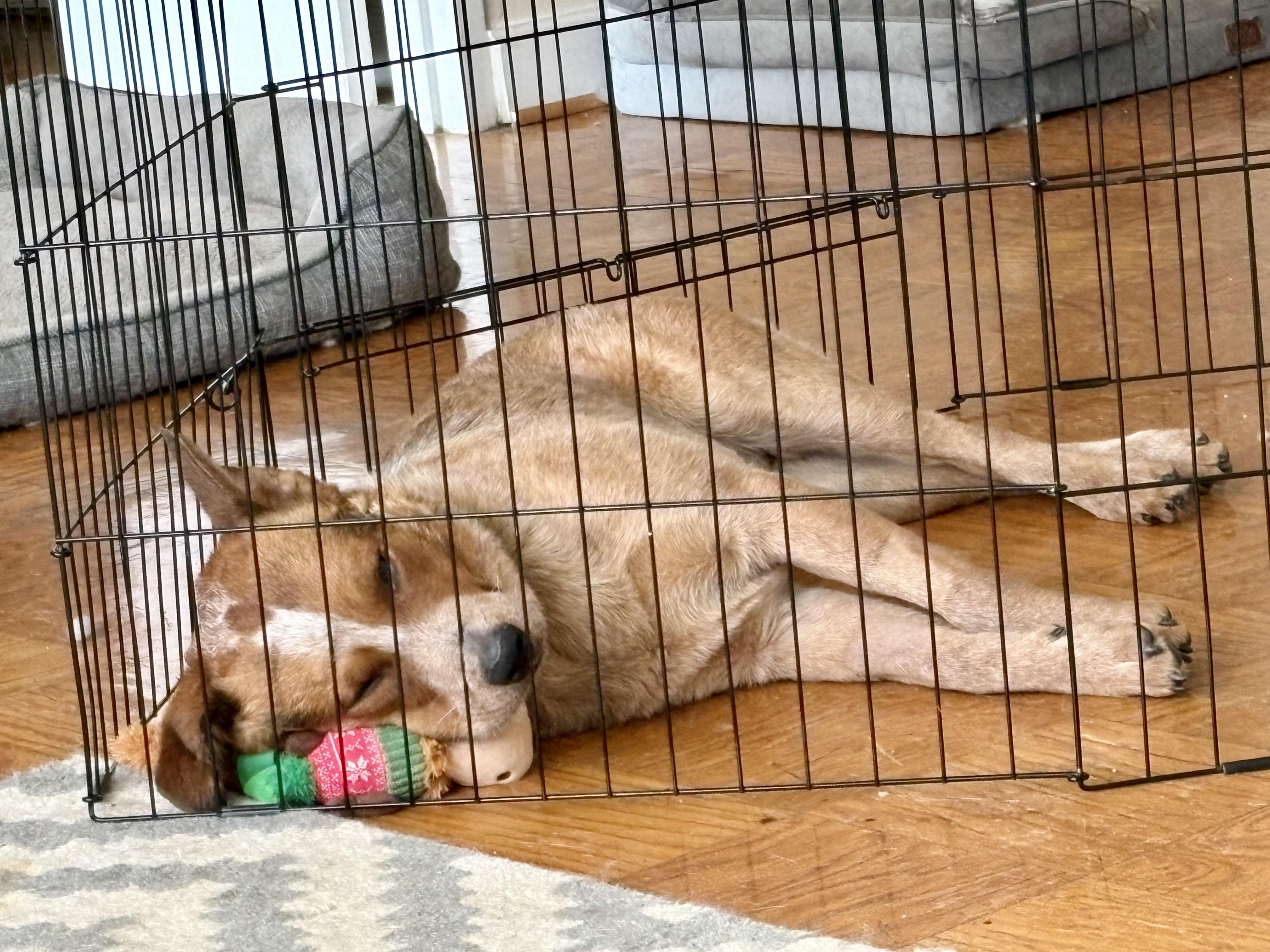 Enlarge Heath, an adopted Australian Cattle Dog / Blue Heeler in Manassas, VA image 2/4
