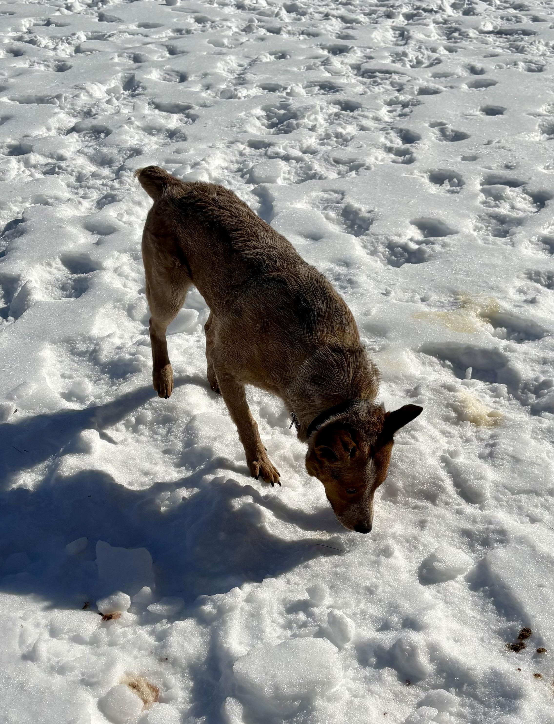 Enlarge Heath, an adopted Australian Cattle Dog / Blue Heeler in Manassas, VA image 4/4