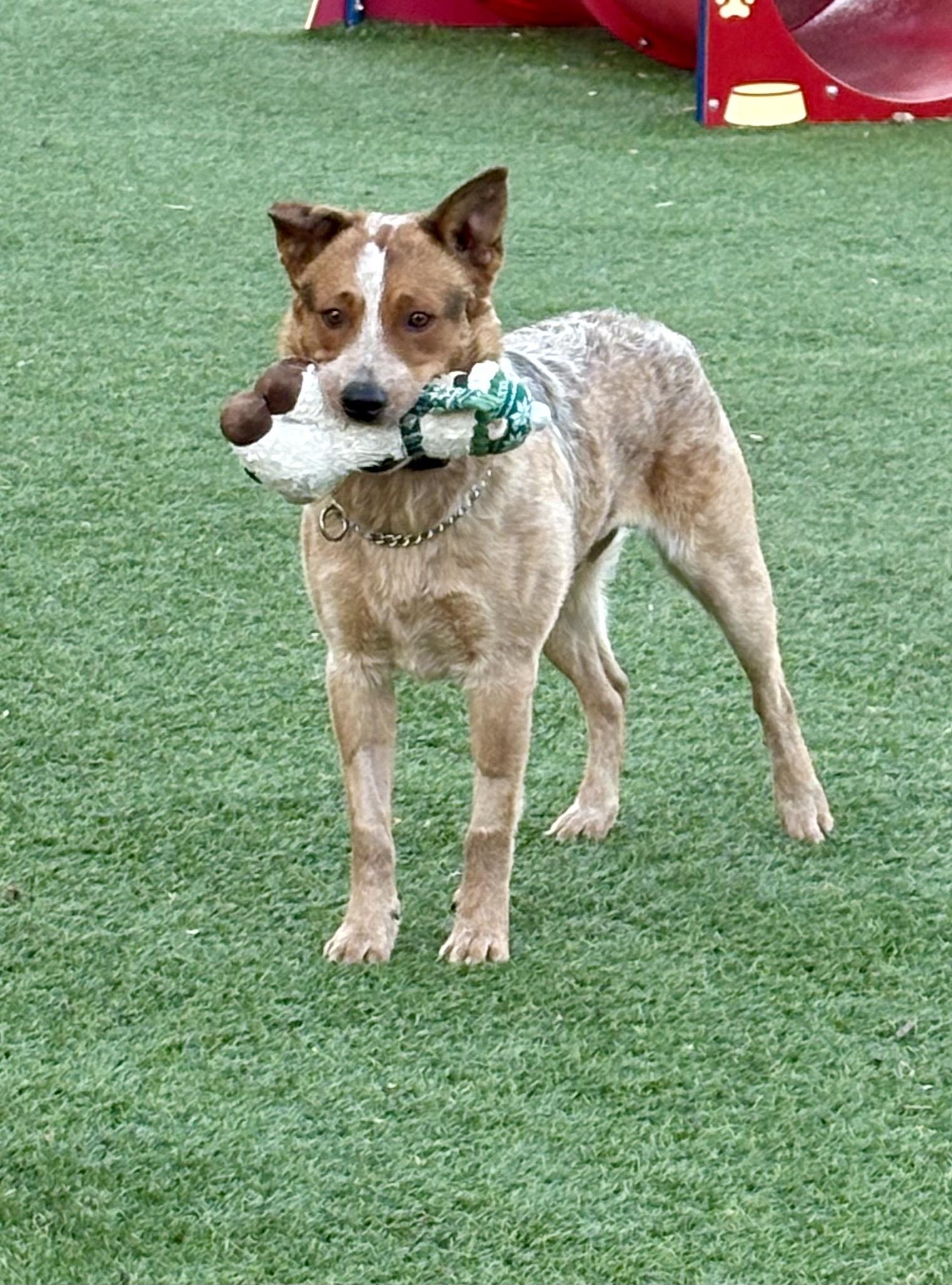 Enlarge Heath, an adopted Australian Cattle Dog / Blue Heeler in Manassas, VA image 1/4