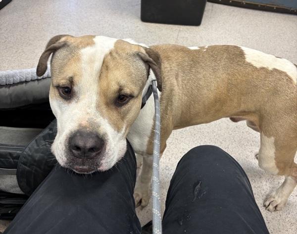 Big Foot — thumbnail 2