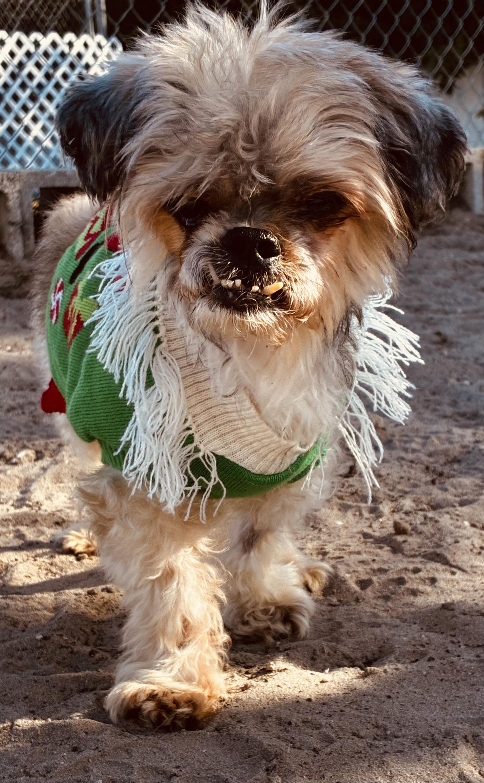 The Nibbler, a ADOPTABLE mixed breed in New Port Richey, FL image 5/6