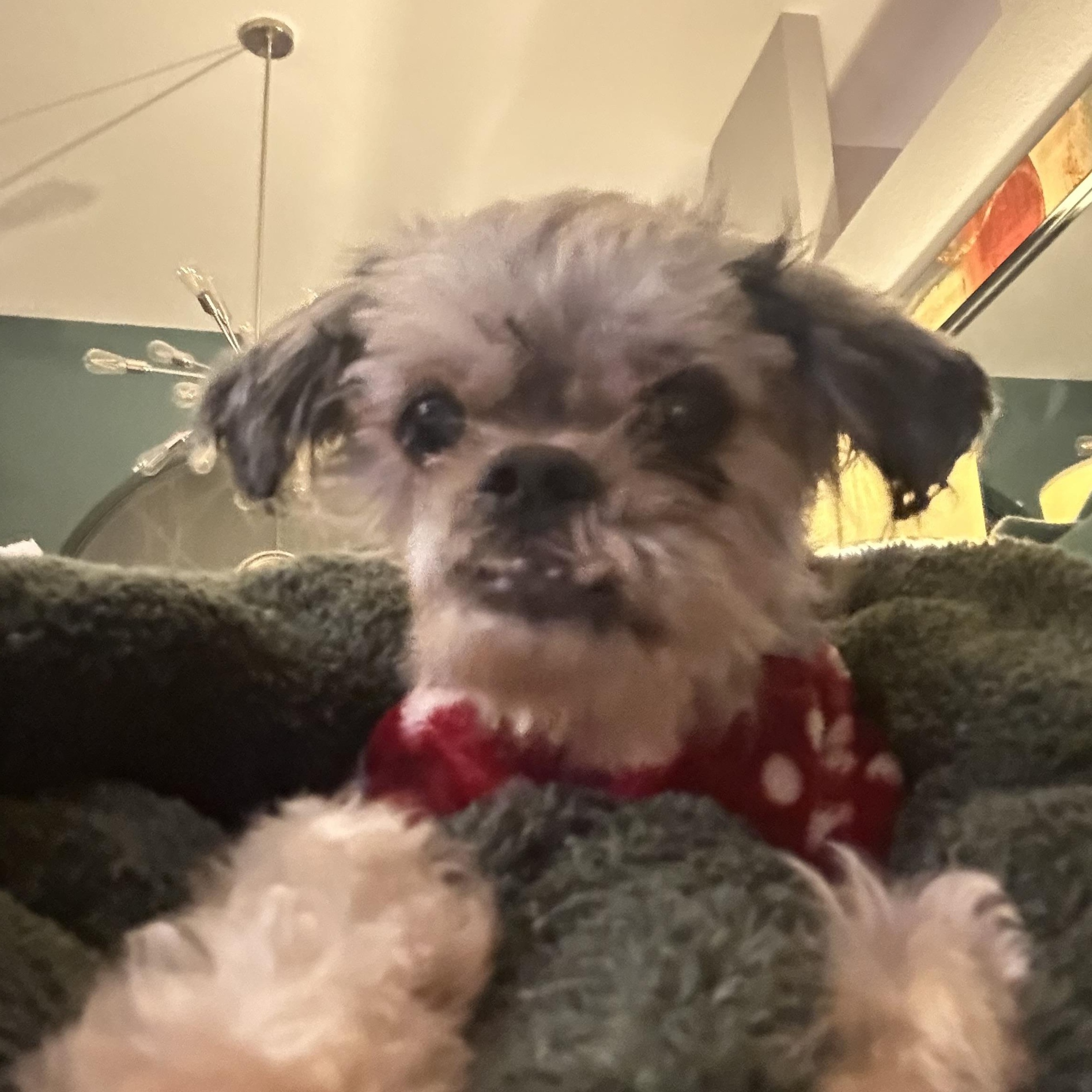 The Nibbler, a ADOPTABLE mixed breed in New Port Richey, FL image 2/6