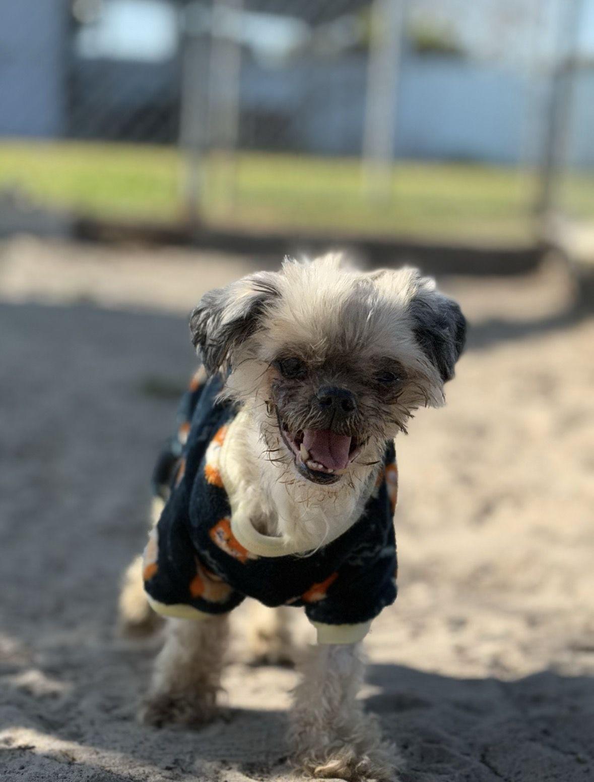 The Nibbler, a ADOPTABLE mixed breed in New Port Richey, FL image 4/6