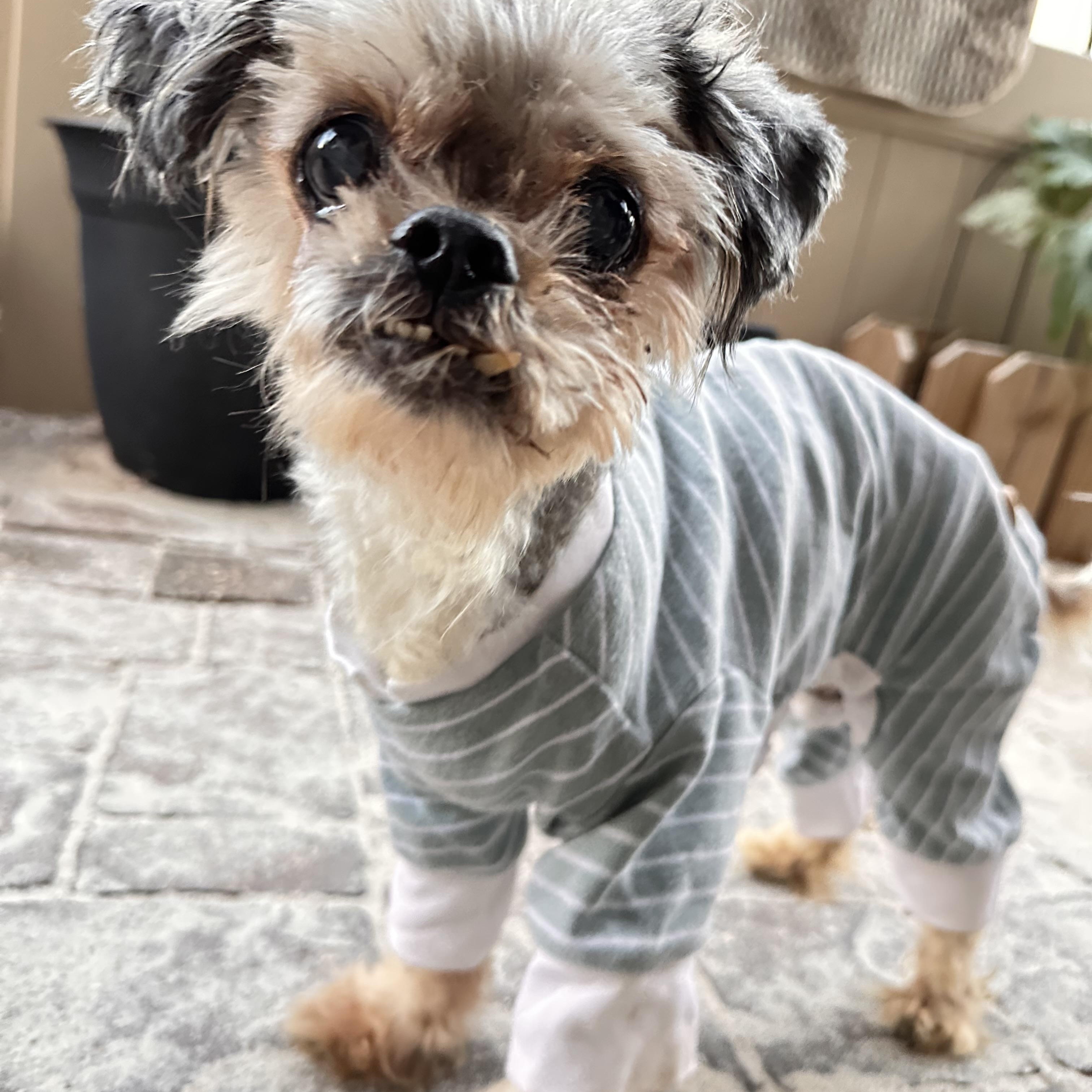 The Nibbler, ADOPTABLE, Senior Male Mixed Breed.