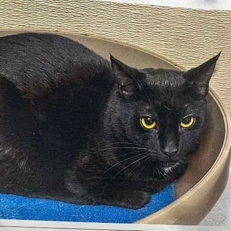 Honeysuckle, Adoptable, Adult Female Domestic Short Hair.