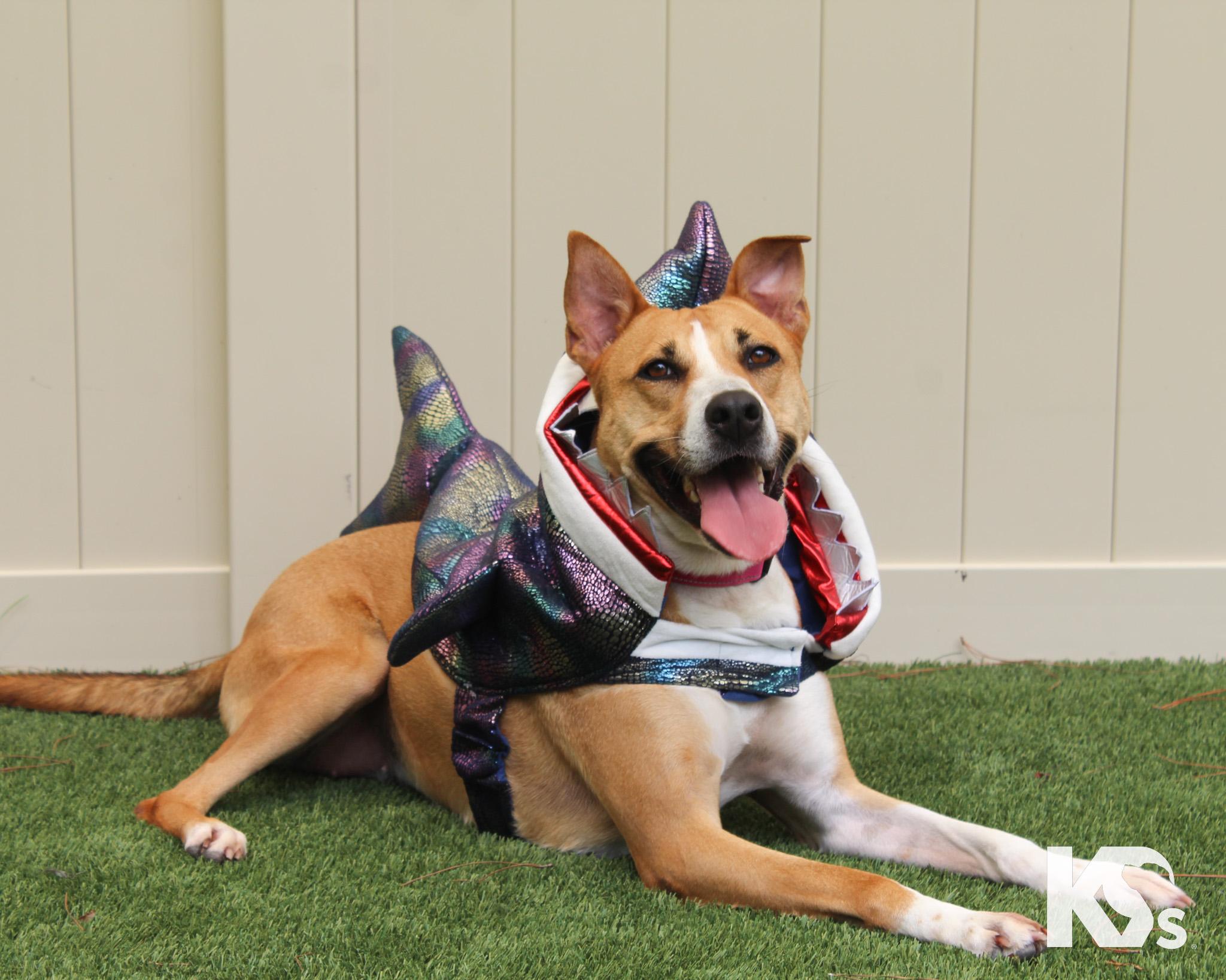 Enlarge Charmy, a Adoptable mixed breed in Ponte Vedra, FL image 6/6