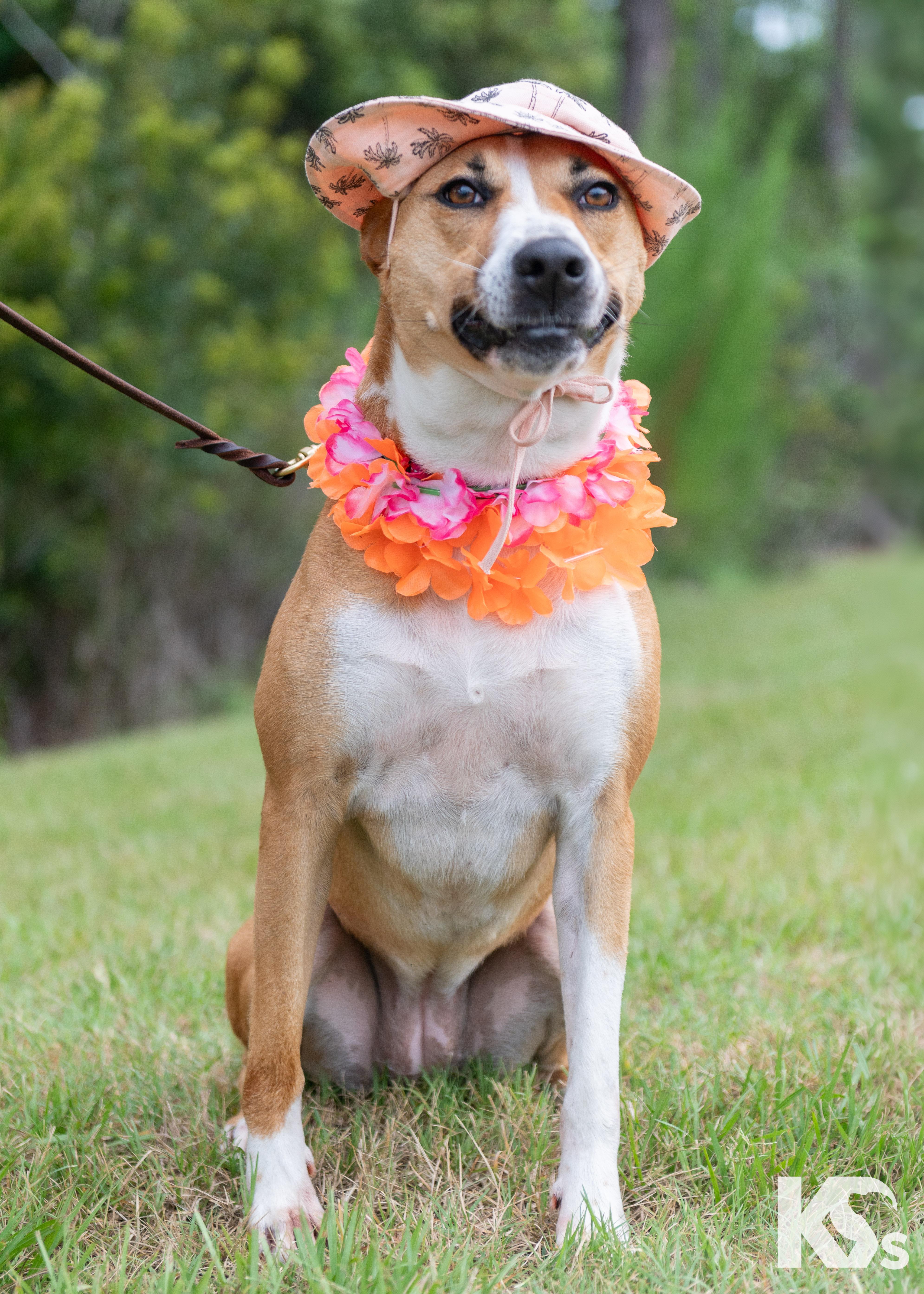 Charmy, Adoptable, Adult Female Rhodesian Ridgeback & German Shepherd Dog.