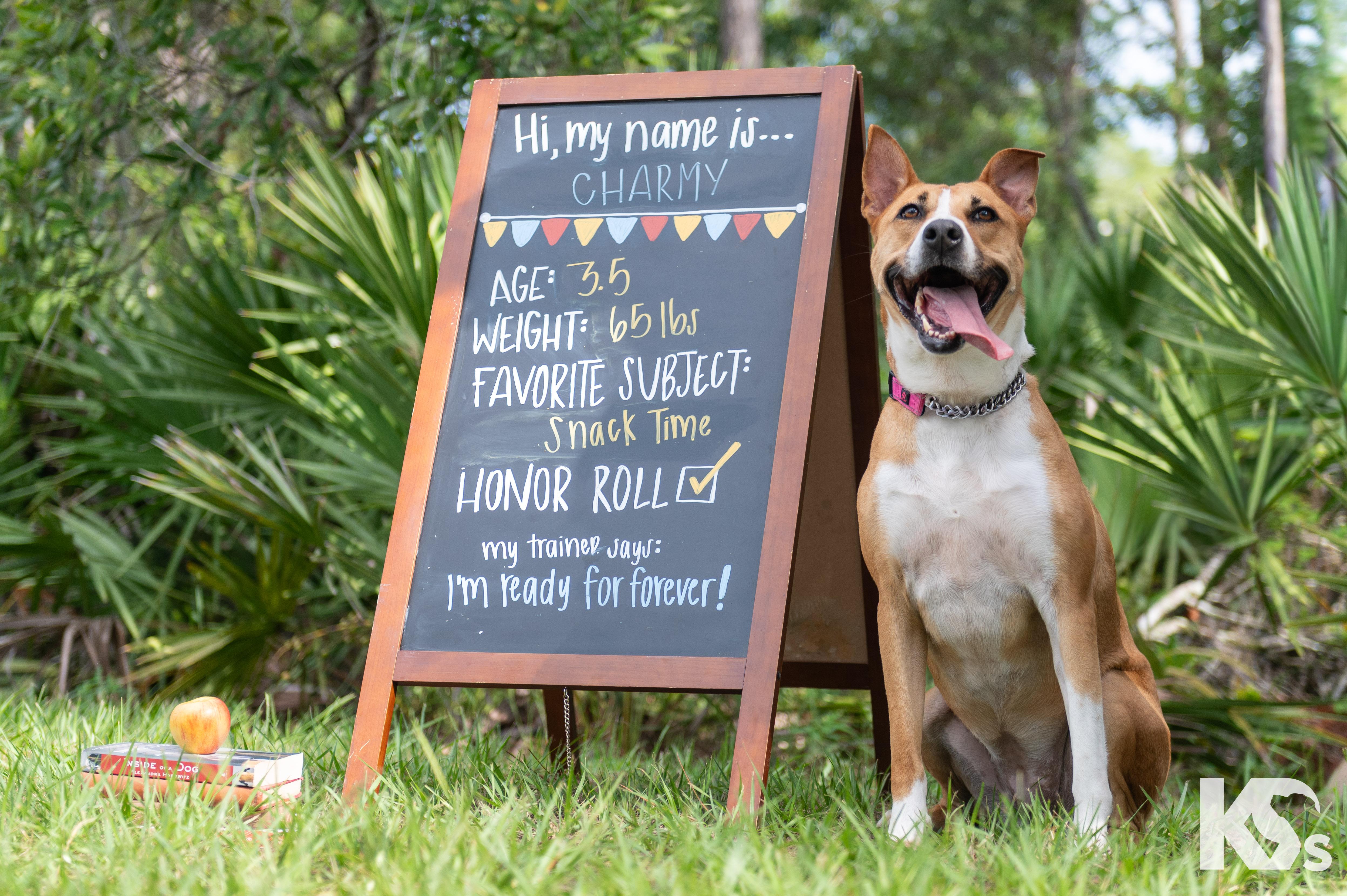 Enlarge Charmy, a Adoptable mixed breed in Ponte Vedra, FL image 5/6