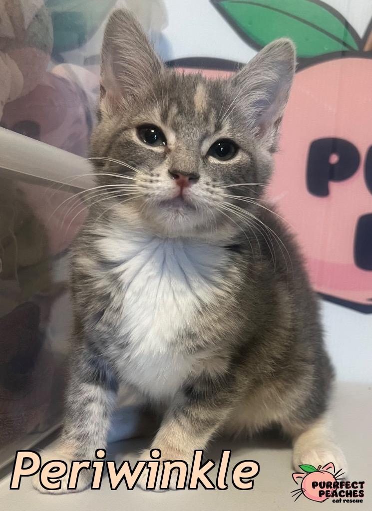Periwinkle, Adoptable, Kitten Female Domestic Short Hair.