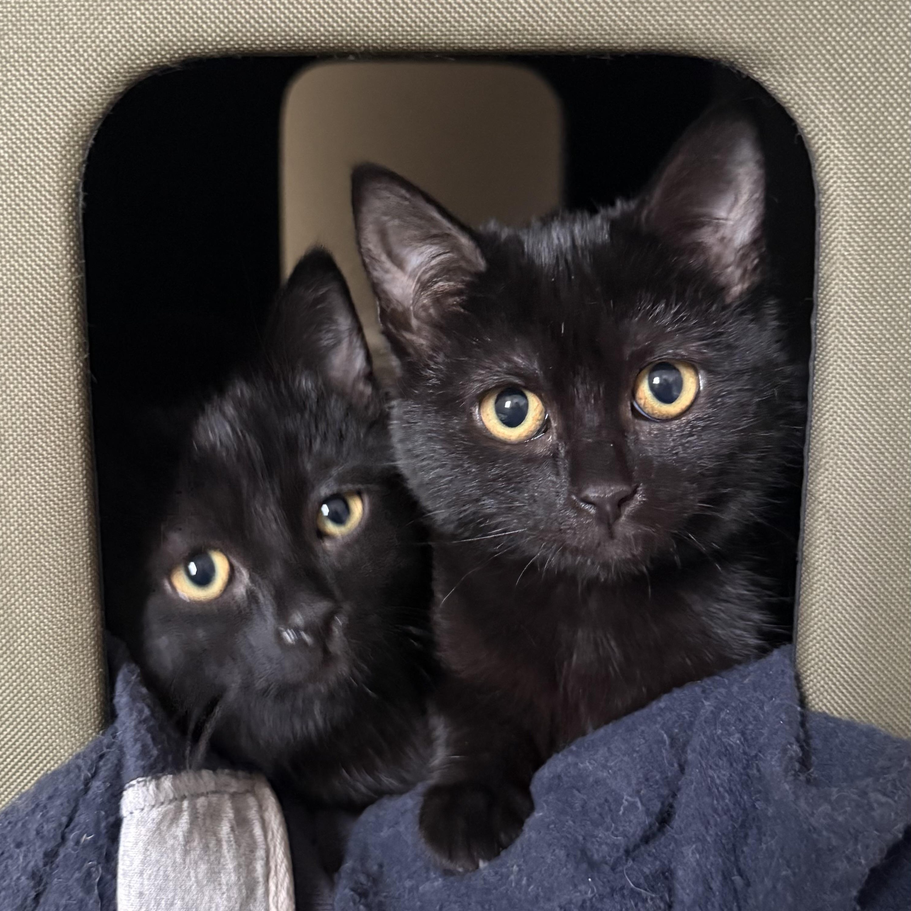 Enlarge Mac & Quinn, an adopted Domestic Short Hair in Bridgeport, CT image 2/3