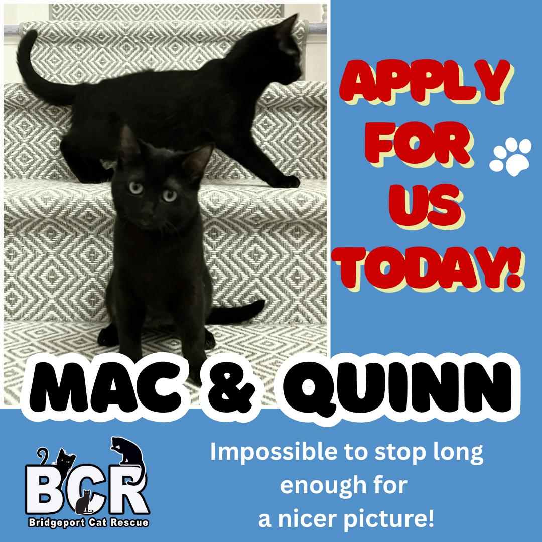 Mac & Quinn, adopted, Kitten Female Domestic Short Hair.