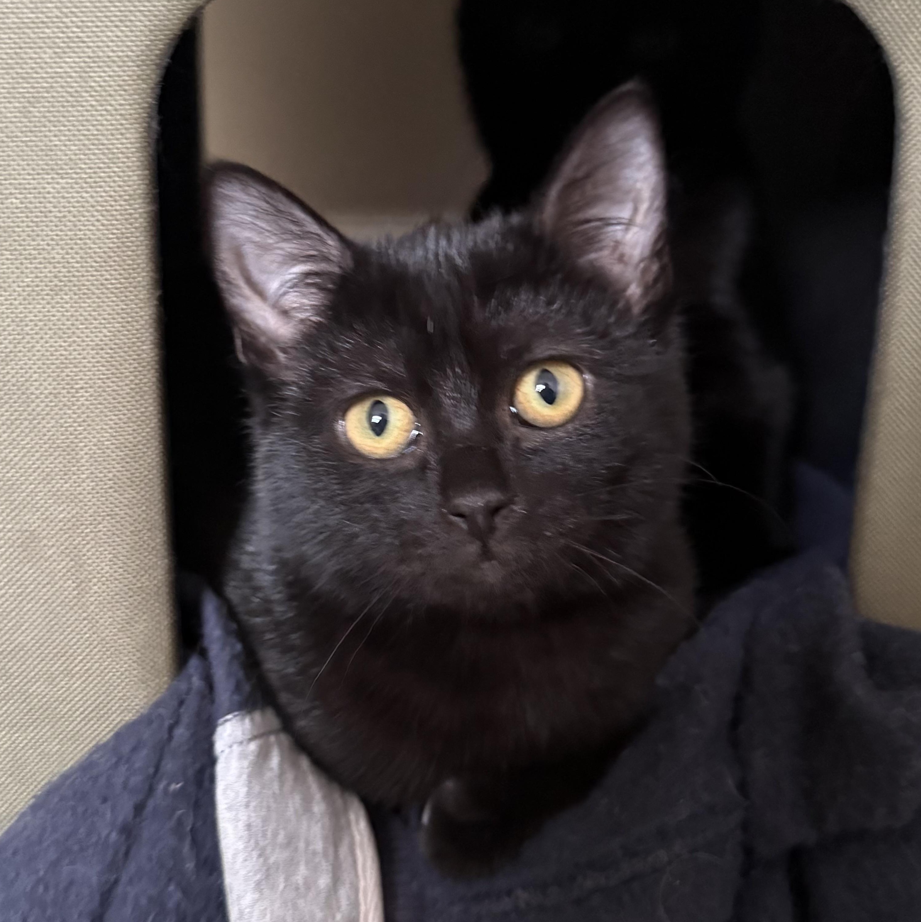 Enlarge Mac & Quinn, an adopted Domestic Short Hair in Bridgeport, CT image 3/3