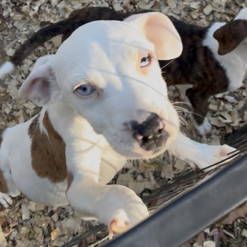 Enlarge Sapphire (Sapphie), a Adoptable Catahoula Leopard Dog in Jena, LA image 1/1