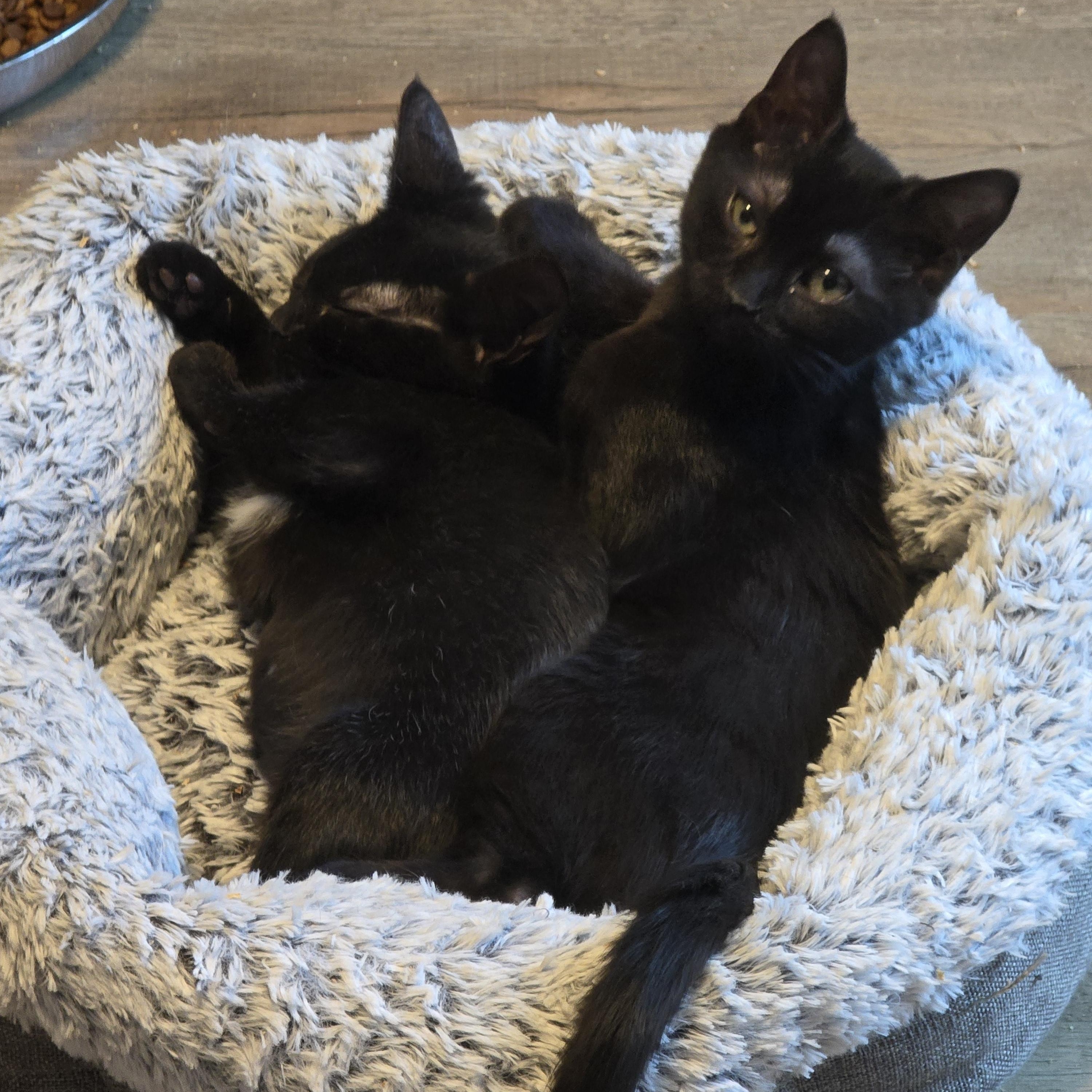 Wicket, adoptable, Kitten Female Domestic Short Hair.