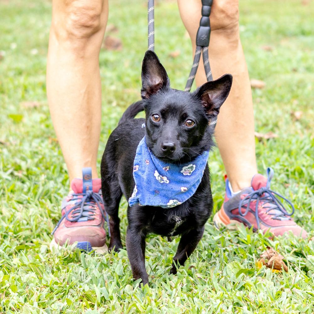 Nano  (Male)    Avail 8/23