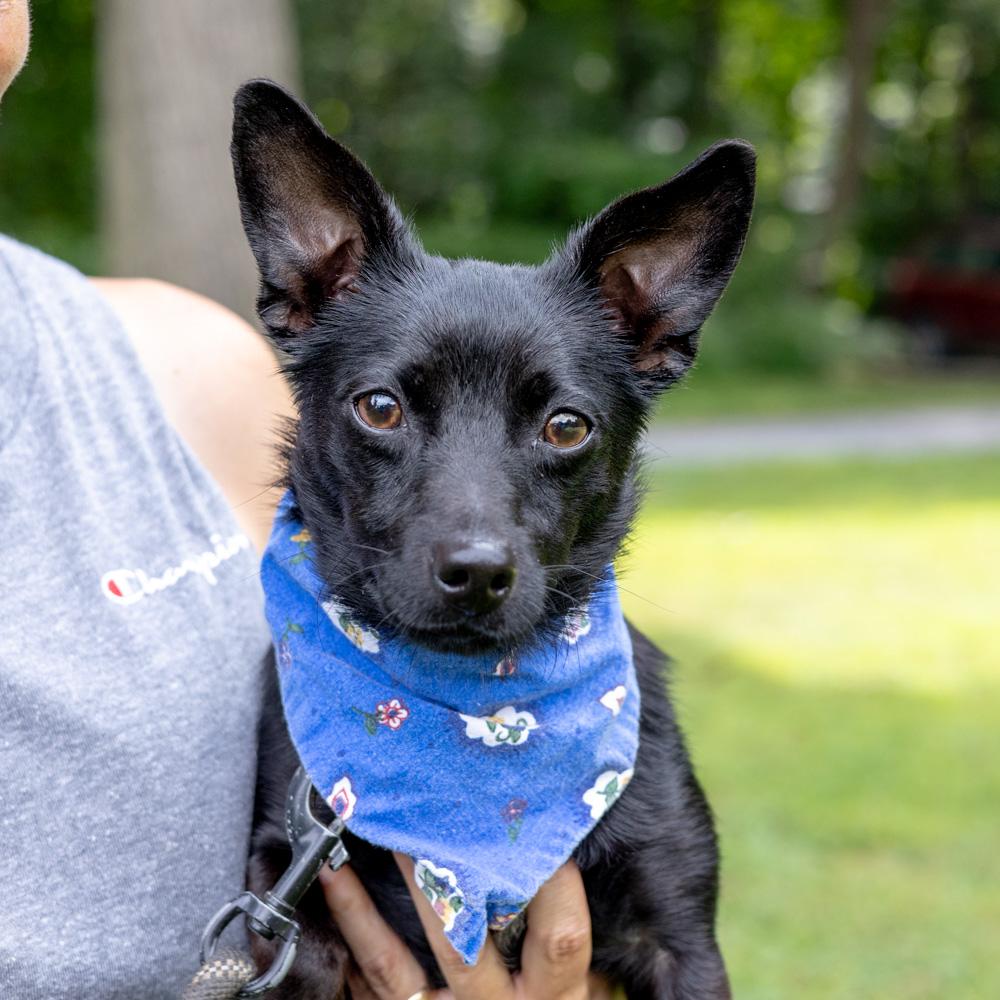 Nano  (Male)    Avail 8/23