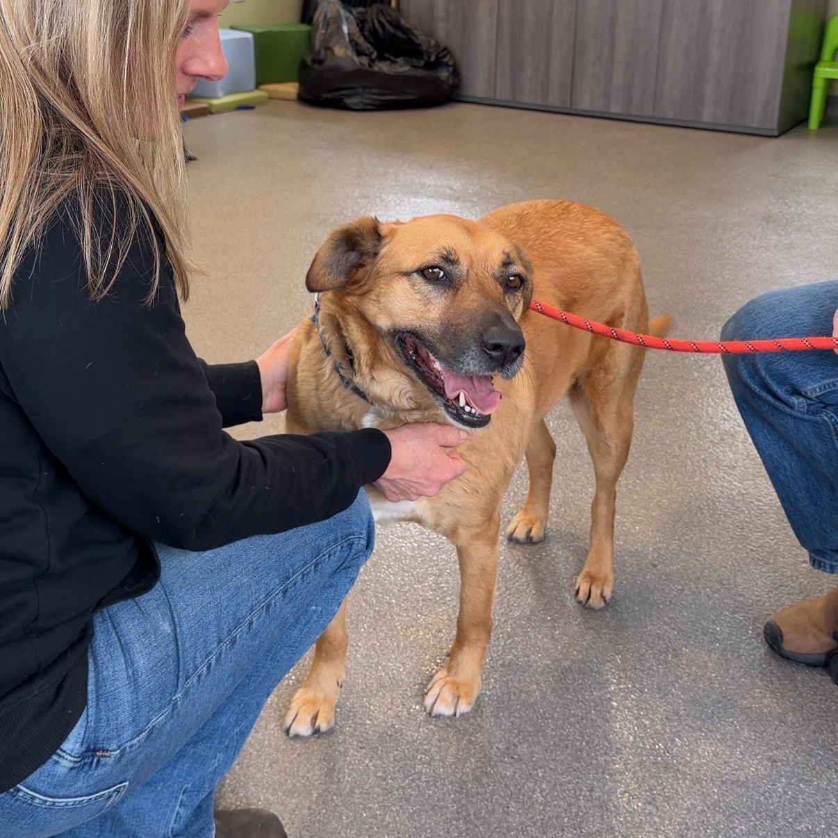 Enlarge Scarlett Backyard zoomie queen , a Adoptable mixed breed in Framingham, , MA image 6/6