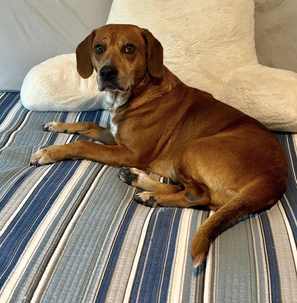 Enlarge Opie, a Adoptable Mixed Breed in Chattanooga, TN image 2/2