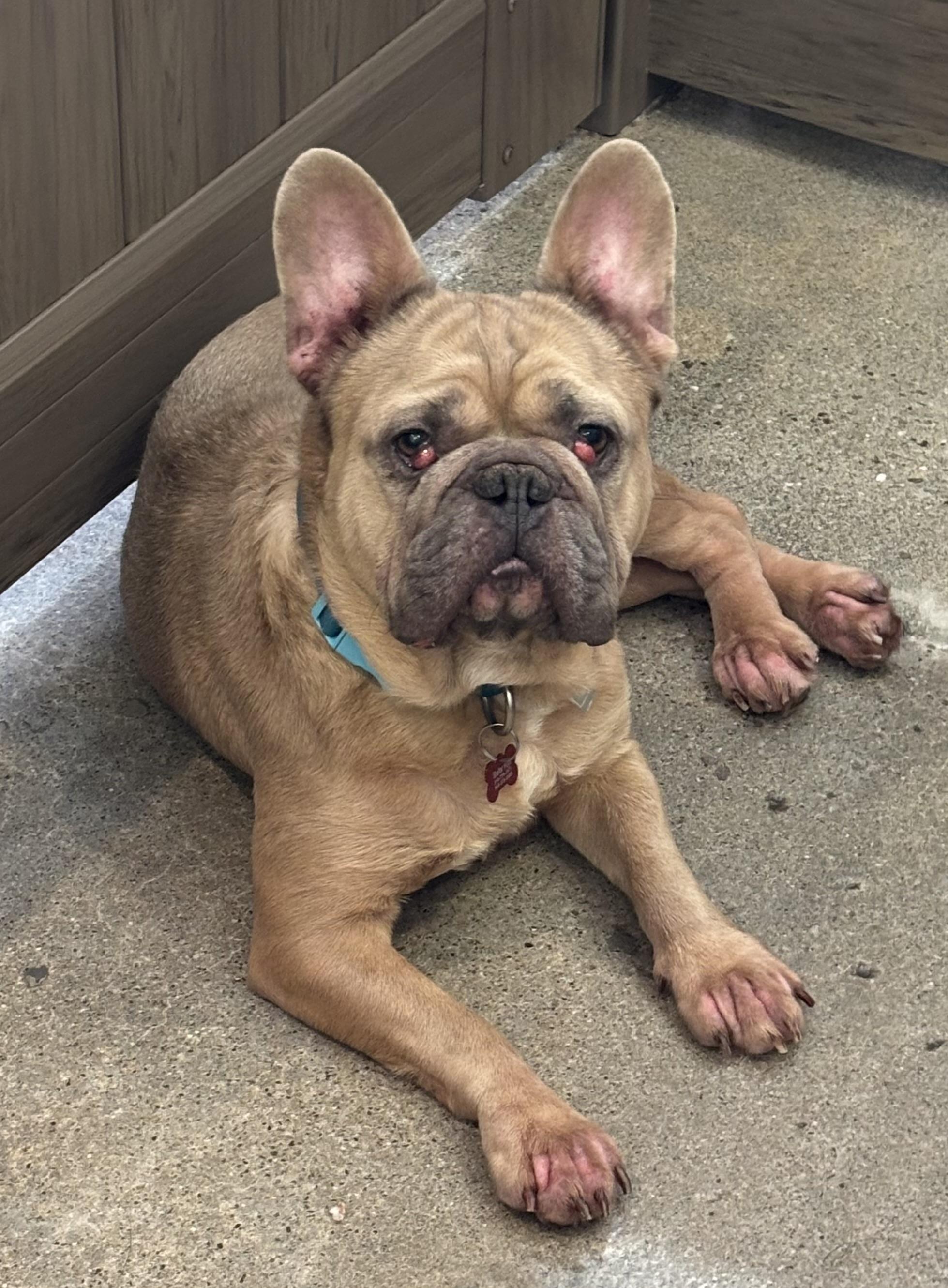 Enlarge Budha, a ADOPTABLE French Bulldog in Thousand Oaks, CA image 1/2