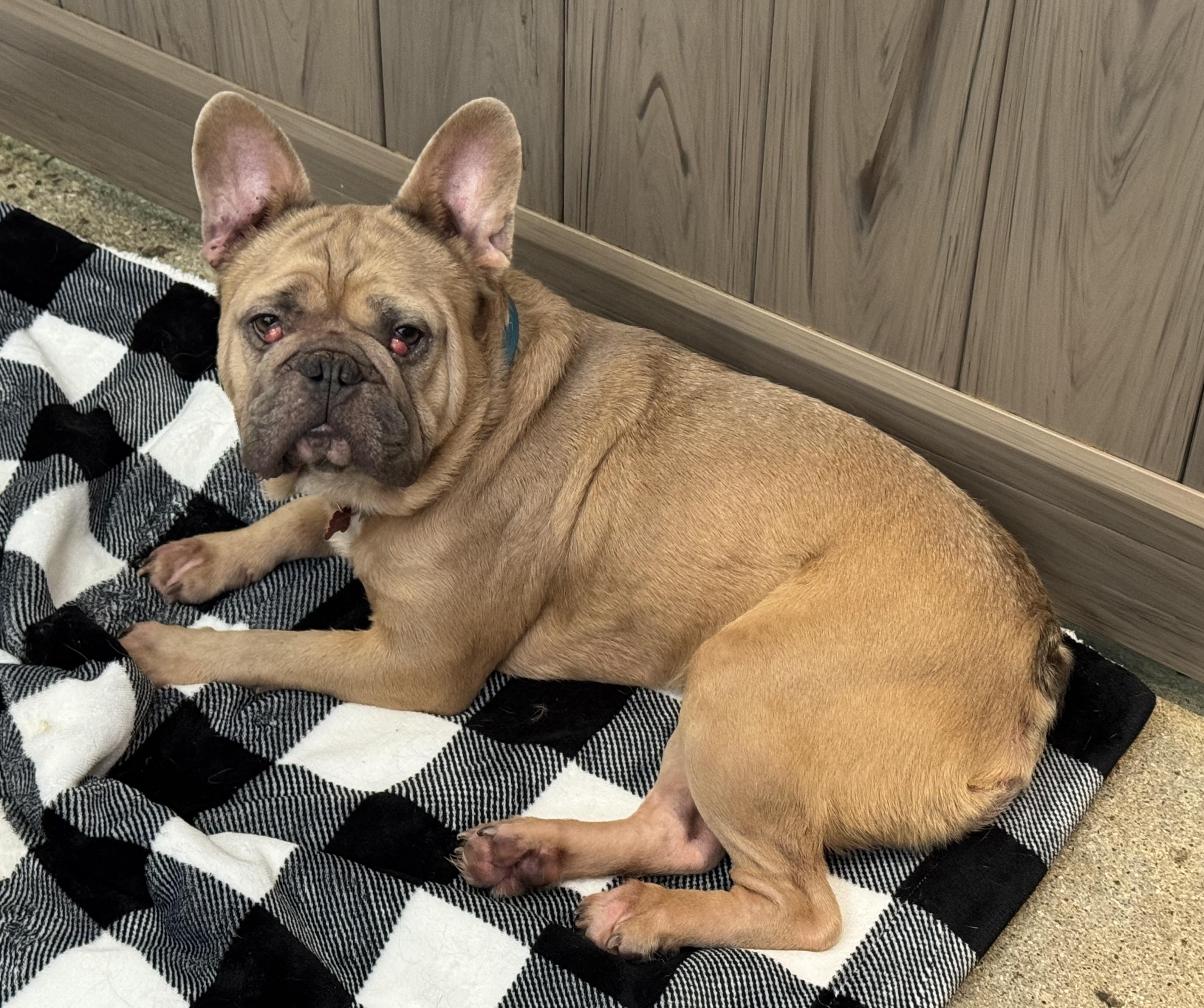 Enlarge Budha, a ADOPTABLE French Bulldog in Thousand Oaks, CA image 2/2