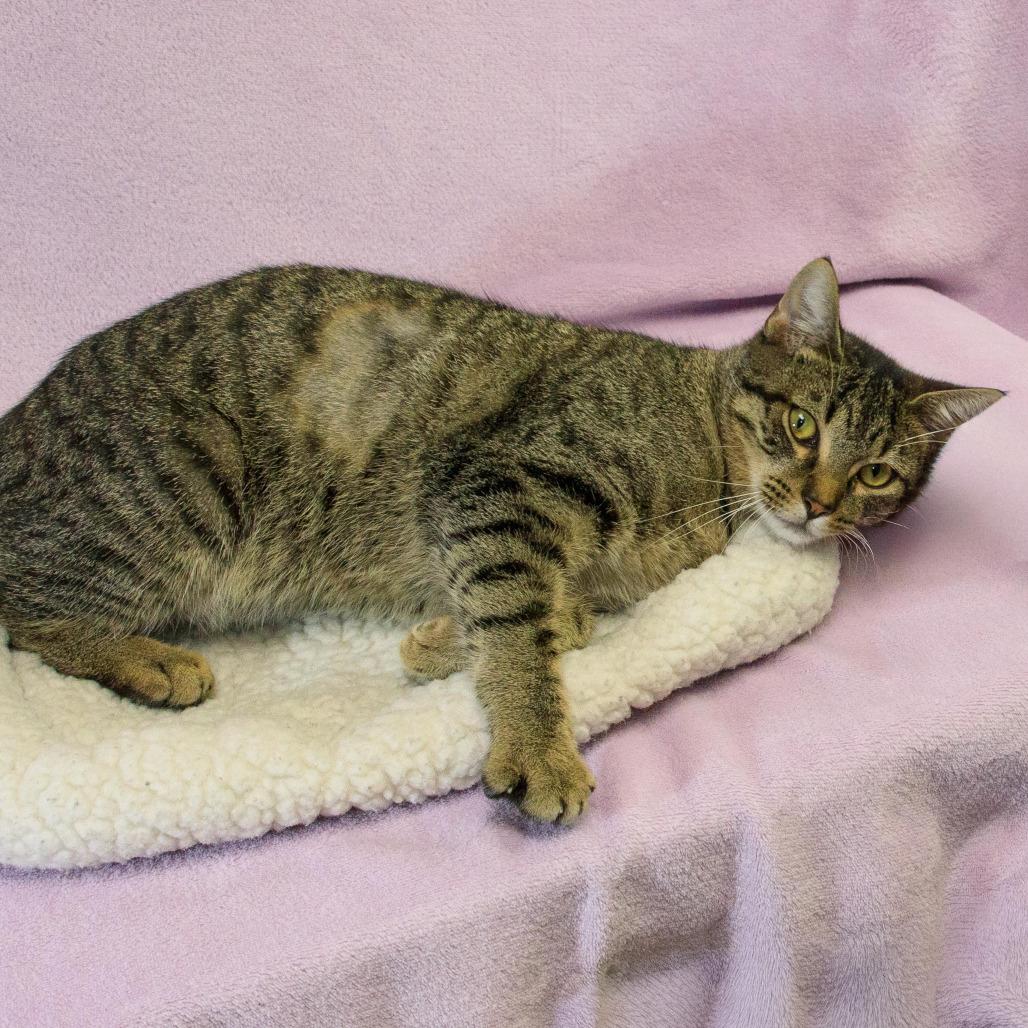 Enlarge Harvey, a Adoptable Domestic Short Hair in Versailles, KY image 1/3