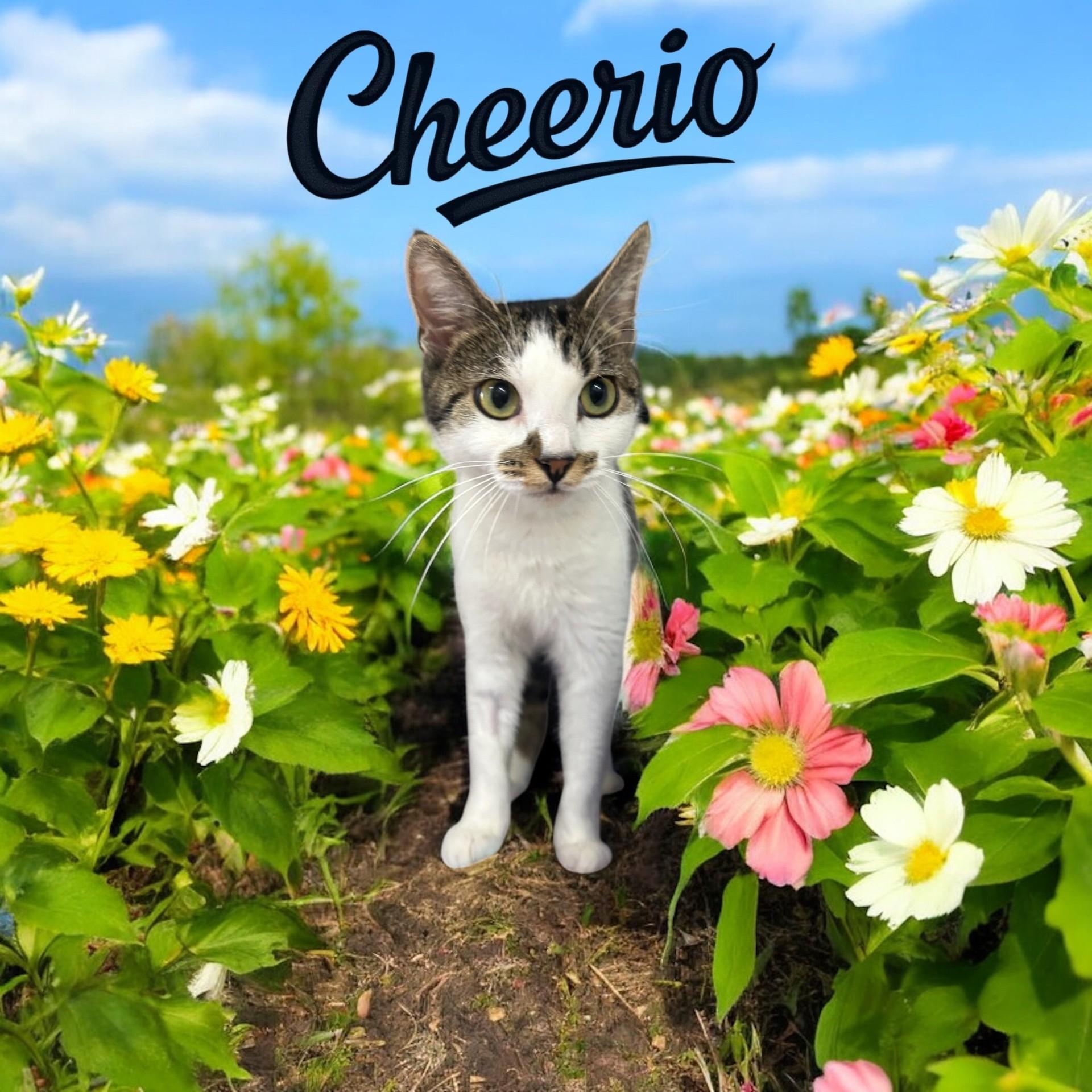 Cheerio