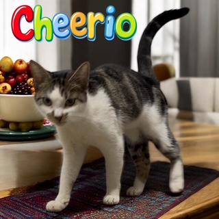 Cheerio